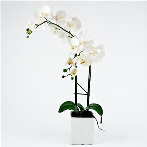 white-orchid